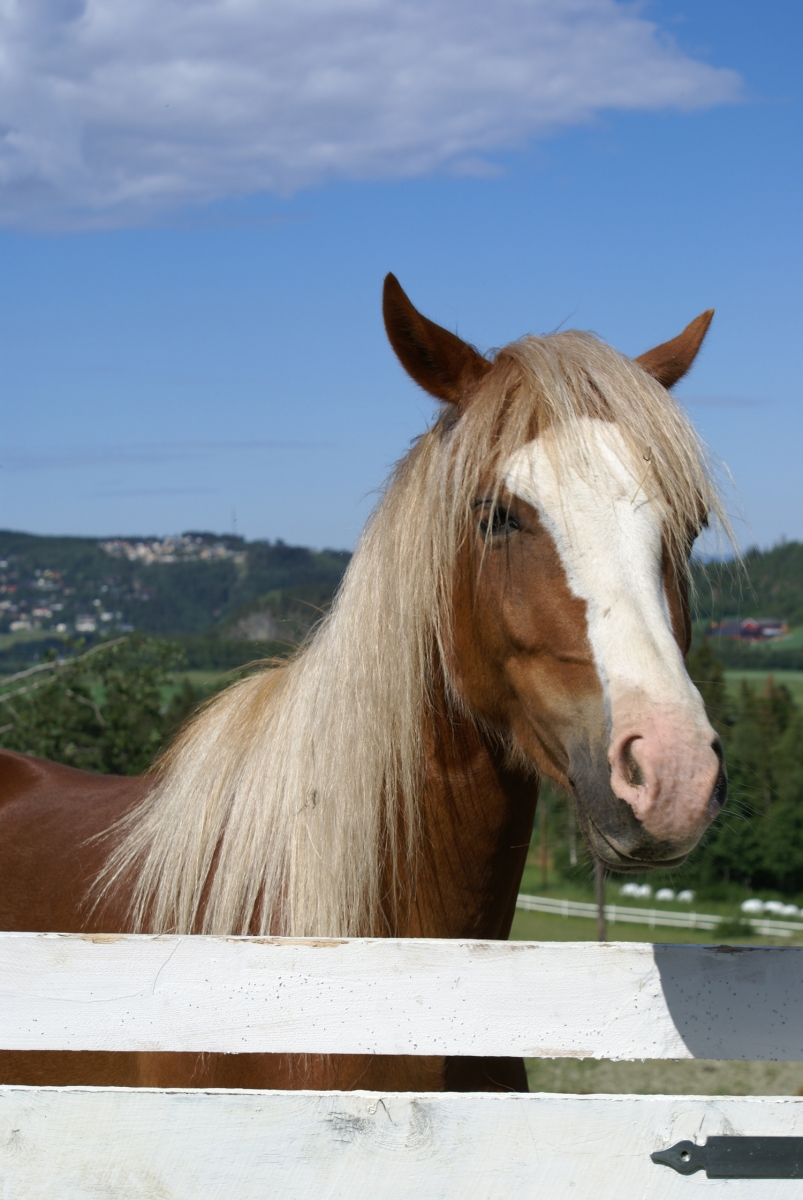 horser discipline tactics, understanding horse behaviour, understanding different horse temperaments, disciplining your horse