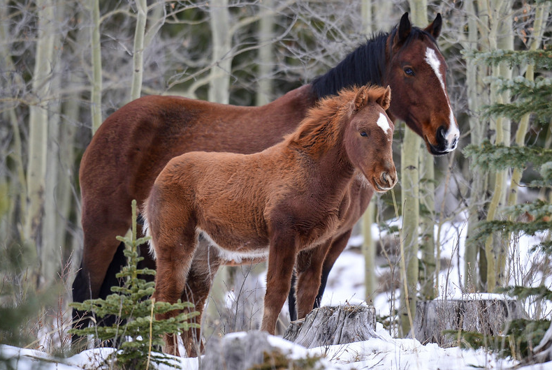 rocky mountain horses, canadian wild horse foundation, cwhf