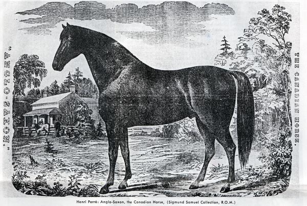 Woodcutting of Canadian Horse in the 1850s