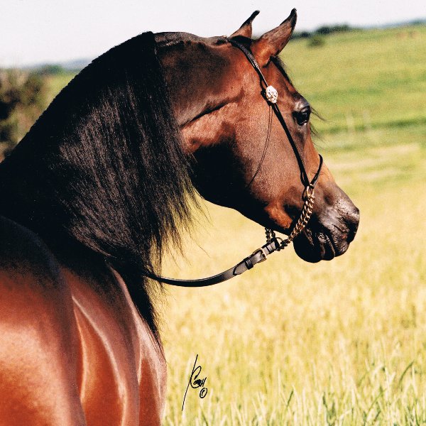 Belarian Arabian Horses