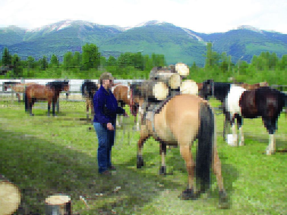 Trail Horse Riding Equine Conformation, choosing the right trail horse, stan walchuk, buying a horse, best breeds horse riding