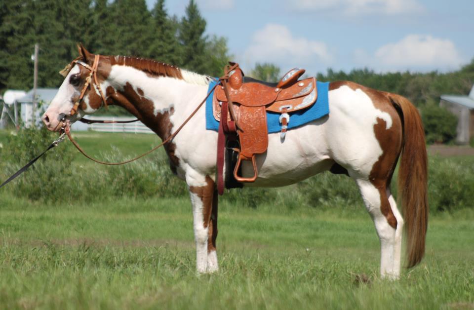 traits of a paint horse, markings paint horse, colours of paint horse, american paint horse