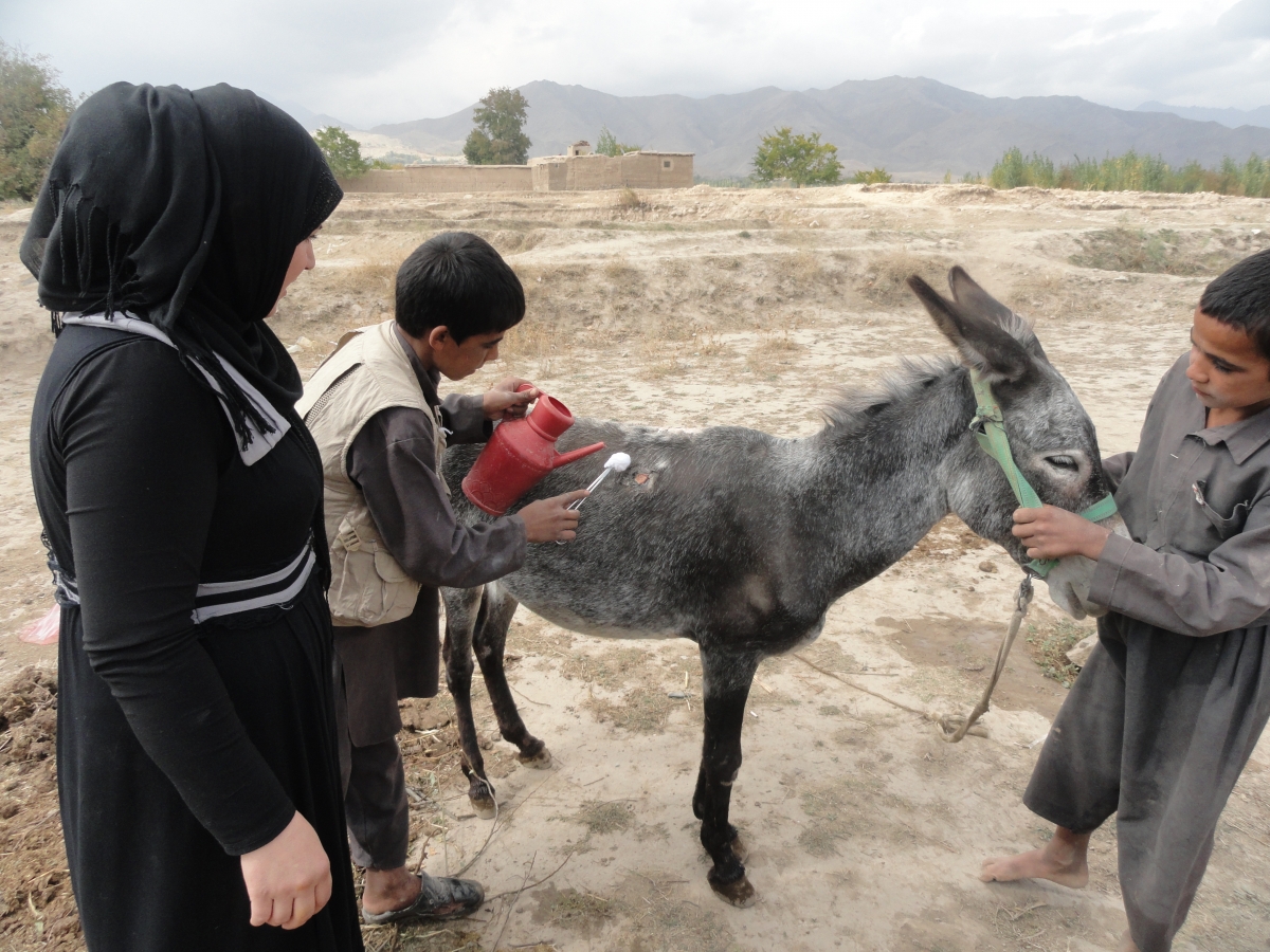 brooke animal hospital, helping donkeys third world countries, working equines