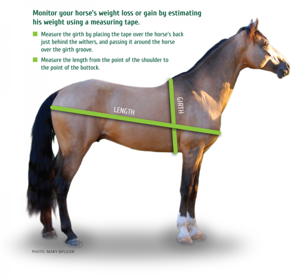 equine Chronic Weight Loss, horse Chronic Weight Loss, Poor Quality horse feed, Limited horse Feed, monitoring horse weight loss, horse weight gain strategies, equine Social Interaction, horse Social Interaction, equine weight loss, weight loss in horse, poor quality horse feed, low quality horse feed, equine parasite