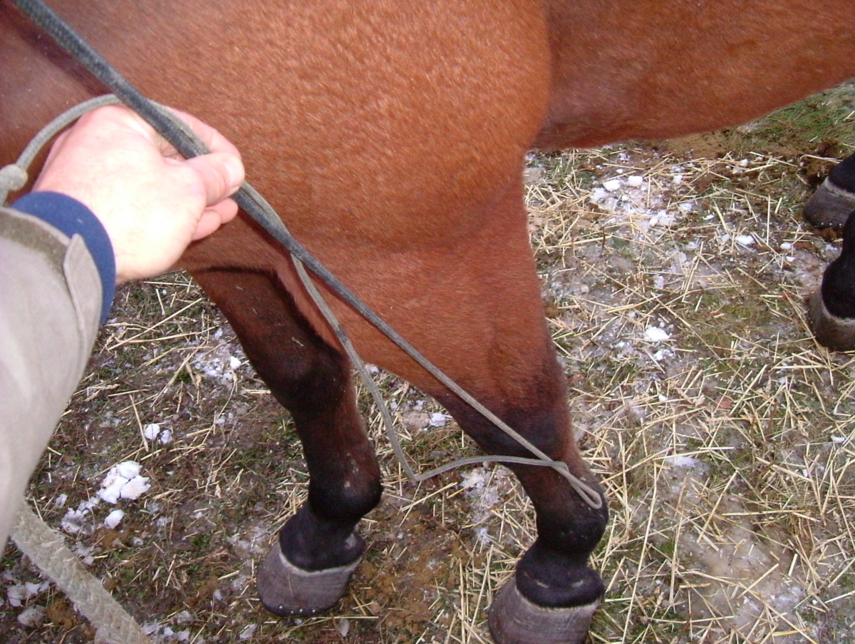horse feet care, horse foot care, horse hoof care, horse foot health