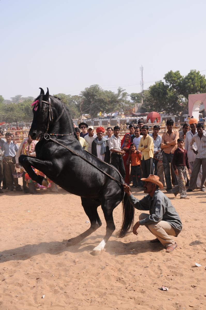 Pushkar Camel Fair, horseback riding Rajasthan Desert in northern India, Marwari horse dancing, Indian horsback riding, World’s Largest Camel Fair