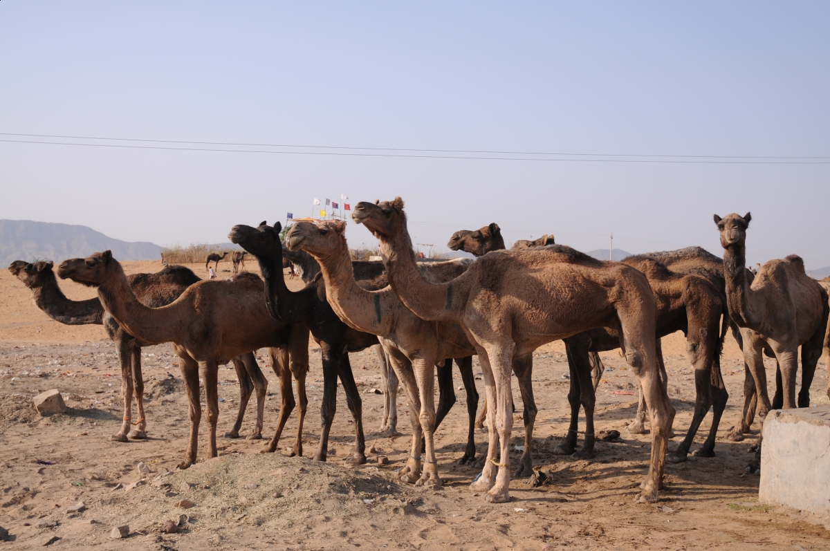 Pushkar Camel Fair, horseback riding Rajasthan Desert in northern India, Marwari horse dancing, Indian horsback riding, World’s Largest Camel Fair
