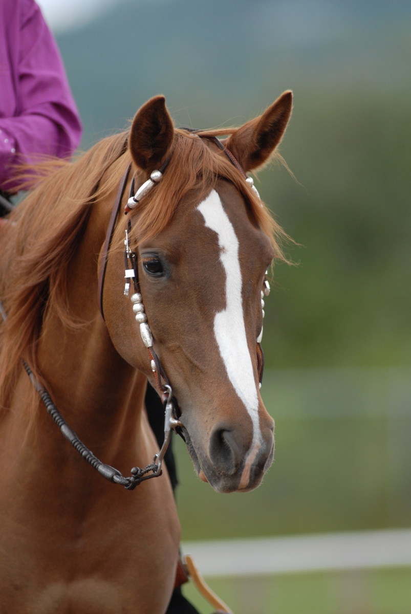 Horse Behaviour & Learning