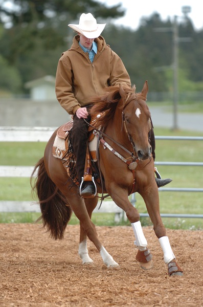 Routines for Balanced  Horse, horse arena routines, jec aristotle ballou, arena diamond, balanced horse, balancing your horse, horse flexion, equine sacroiliac joint, riding ground poles, dressage exercises, equine fitness 