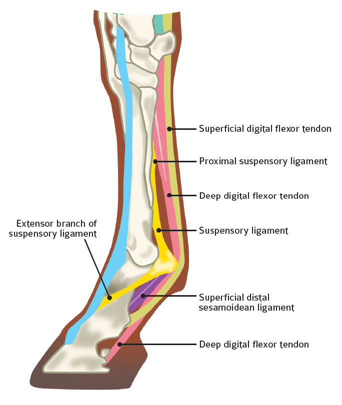 Horse Care Equine Health Suspensory Ligament Injury Lameness