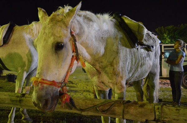 horses in spain, equines in spain, romeirio del rocio horses, mules spain, the donkey sanctuary, el refugio del burrito