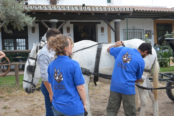 horses in spain, equines in spain, romeirio del rocio horses, mules spain, the donkey sanctuary, el refugio del burrito