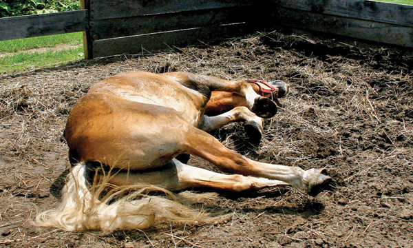 equine first aid, horse choking, horse wound, equi-health, horse first aid