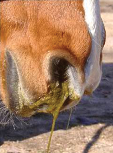 equine first aid, horse choking, horse wound, equi-health, horse first aid