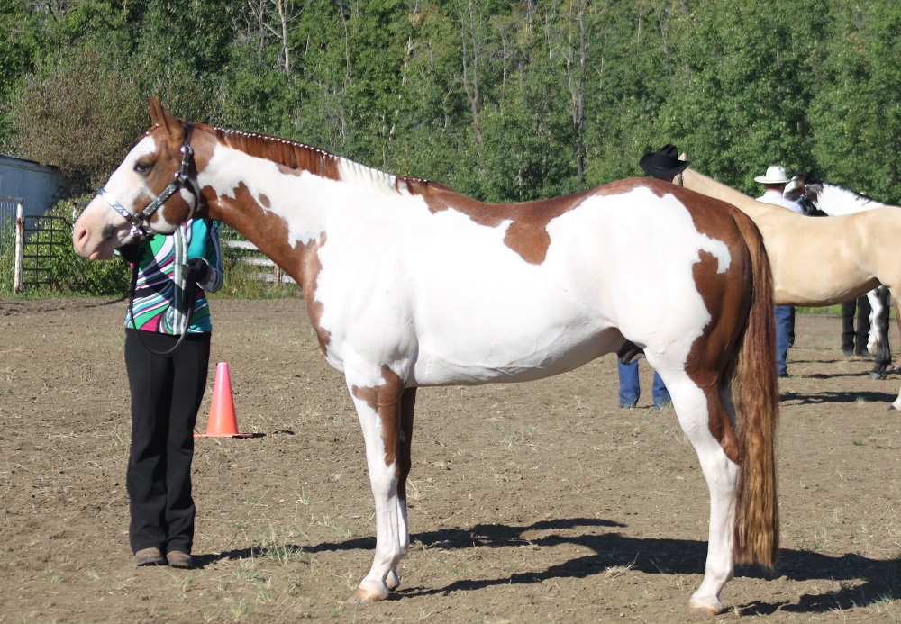 traits of a paint horse, markings paint horse, colours of paint horse, american paint horse