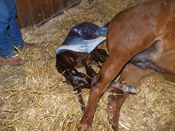 foal illness, foal in utero, foal won't nurse, equine neonatal sepsis, american association of equine practitioners, aaep 