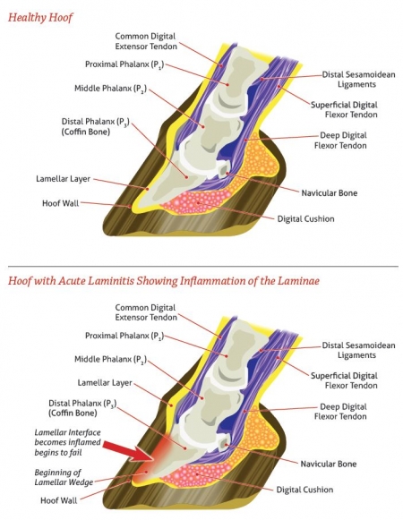 what is horse laminitis, inflammation of horse laminae, horse anatomy, equine physiology, coffin bone horse, signs of horse laminitis, horse colitis