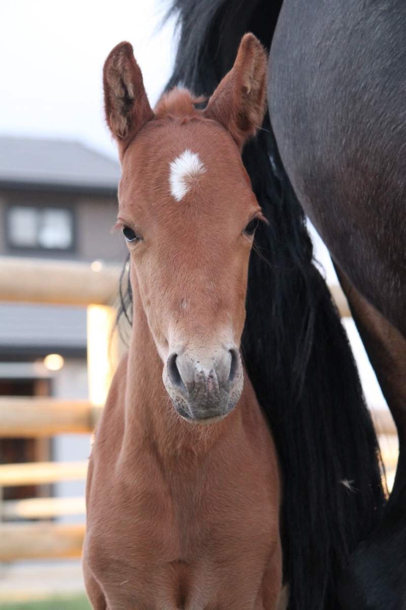 Beautiful Babies Horse Photo Contest 