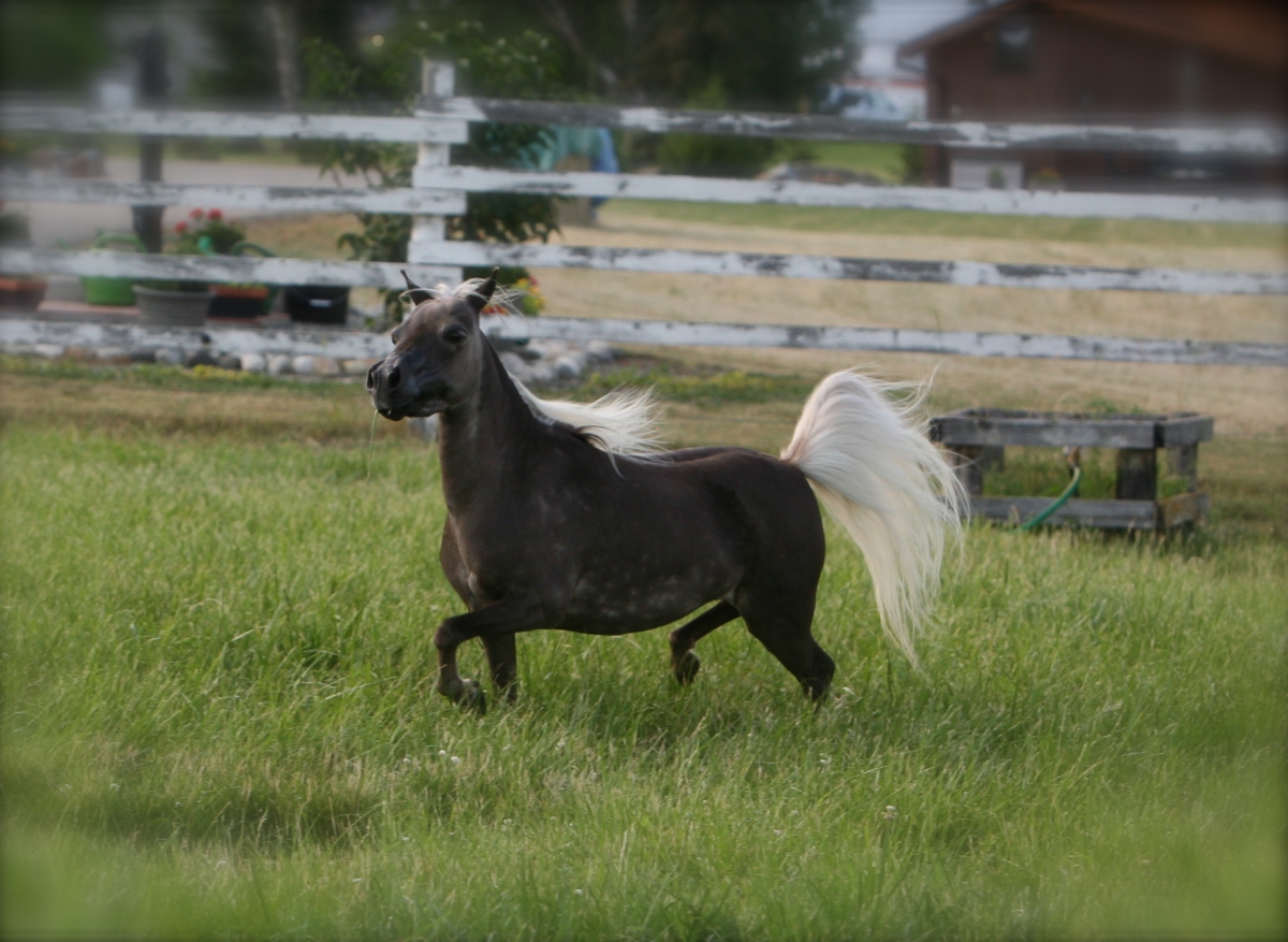 Miniature Horse Breed Smallest Equine