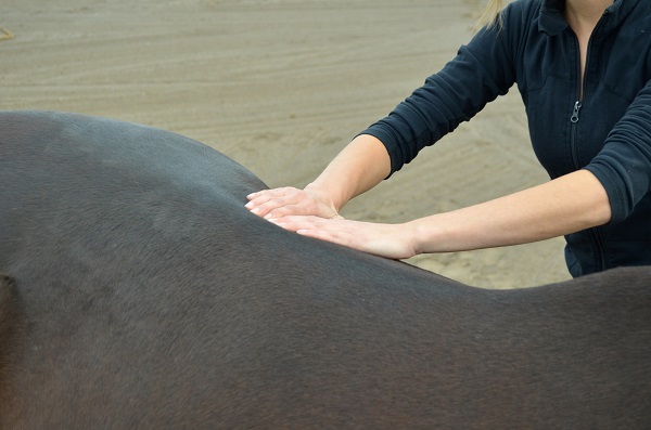 equine therapies, equine accupuncture, horse chiropractors, horse massage, equine massage, horse accupuncture, horse therapies, complementary therapies for horses, remt, lindsay day