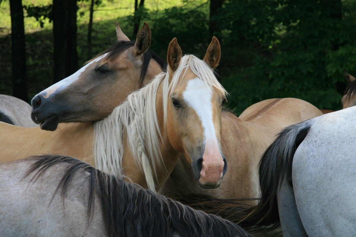 Horsemanship Horse Training Schooling Horse Behaviour