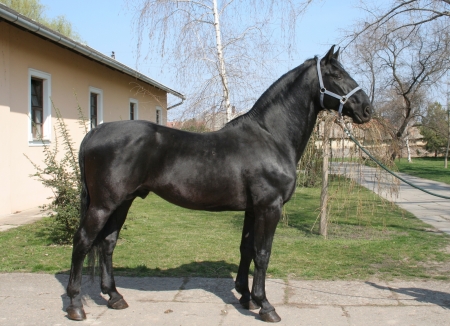 horse conformation photo