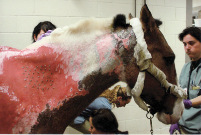 Northstar, Burned Horse, Horse skin graft, samuel hurcombe, ohio state university, galbreath Equine Center, horse rescue, horse burns