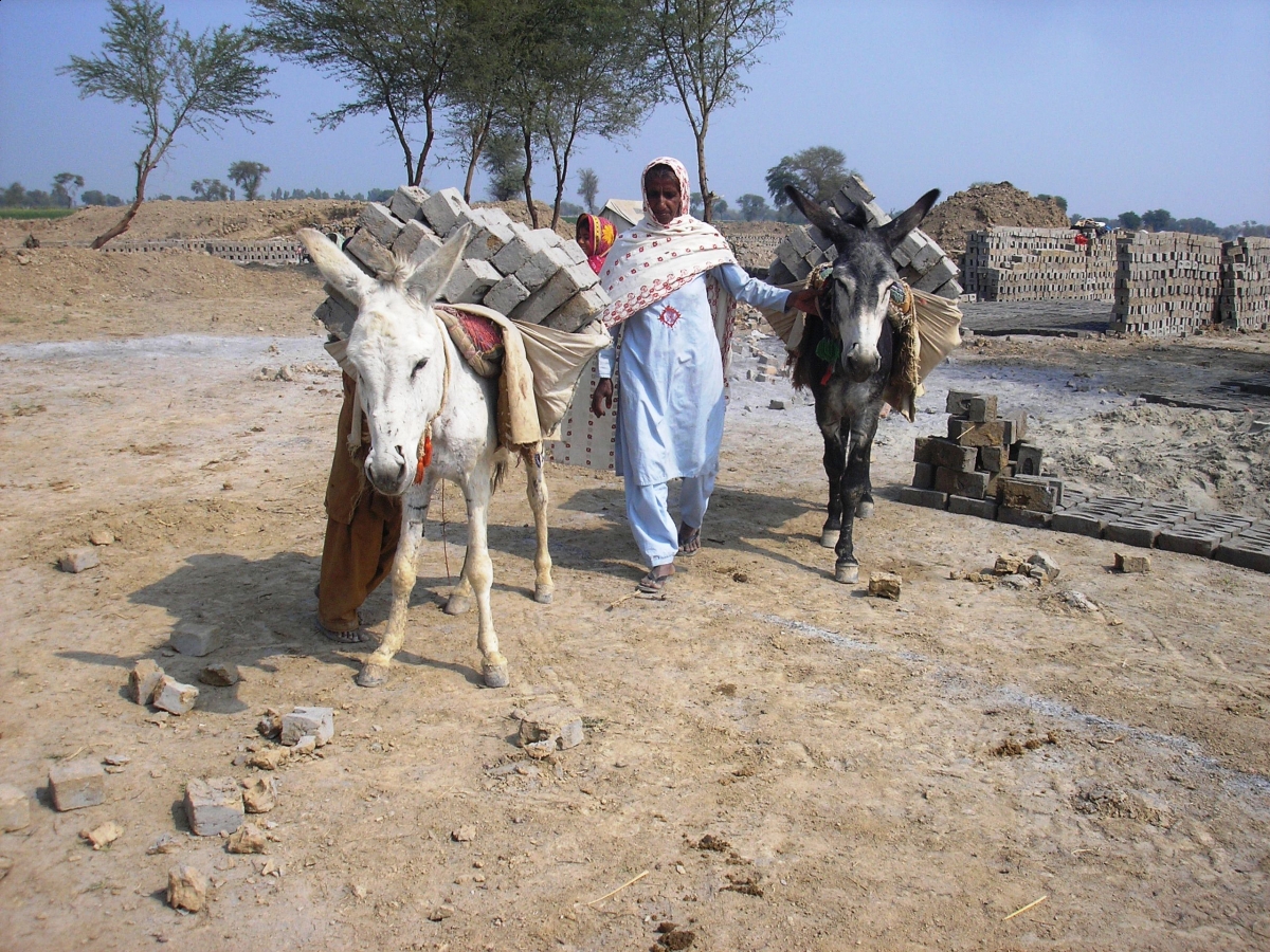 brooke hospital for animals, brooke animal hospital, helping donkeys in third world countries