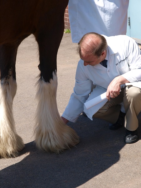 Unravelling the Mysteries of Navicular Disease | Horse Journals