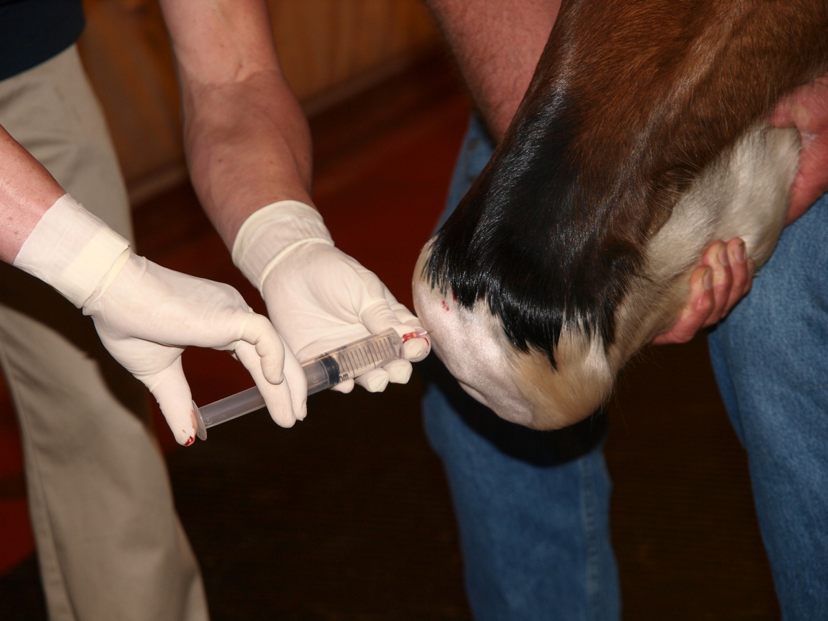 Equine Joint Disease, equine joint inflammation, degenerative equine joint disease, equine arthritis, equine osteoarthritis, Non-steroidal anti-inflammatory equine drugs, equine lameness 