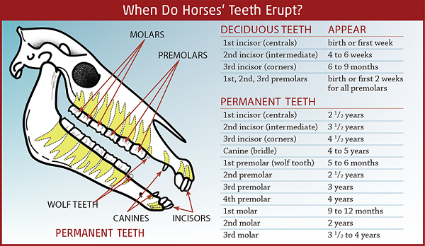 Equine Dental Care, horse teeth care, horse dental care, equine dental surgery, western college of veterinary medicine, wcvm, equine dentistry