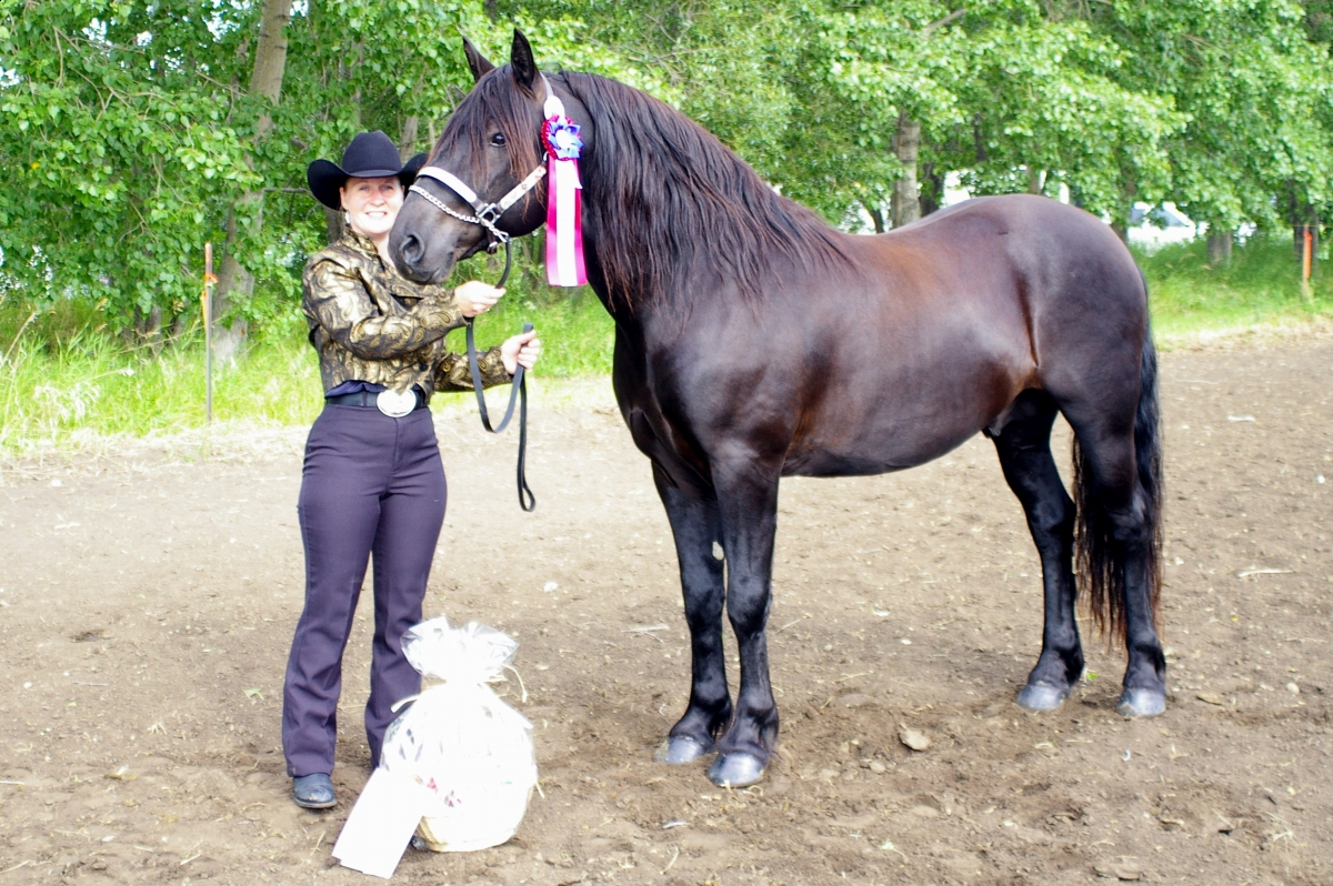 Canadian Horse breed standard