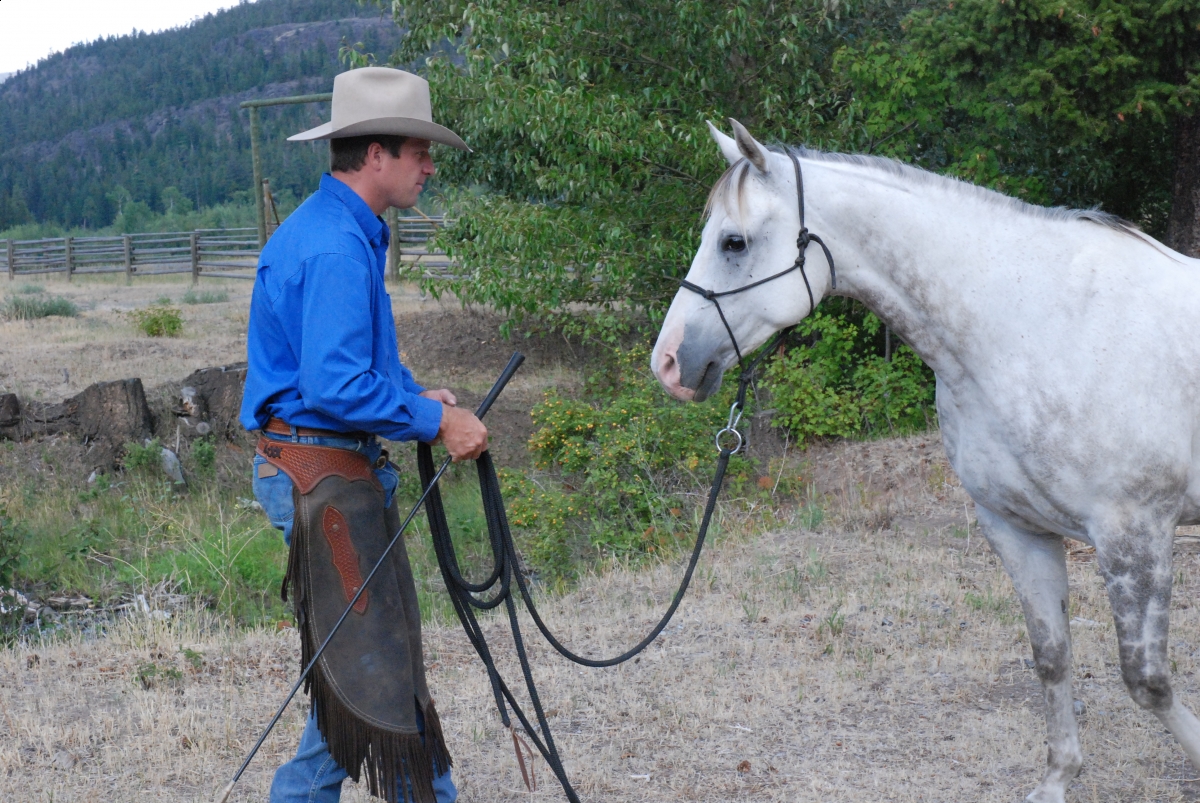 Horsemanship Horse Training