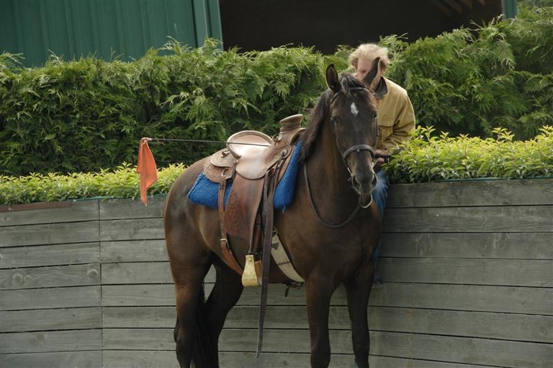 Horsemanship Horse Training Schooling Equine Behaviour