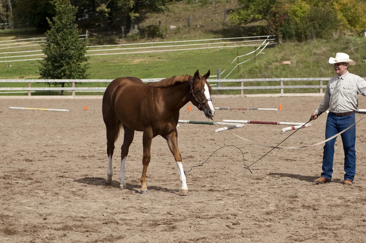 Young Horse Foal Nutrition Exercise Horse Industry Sale Selling
