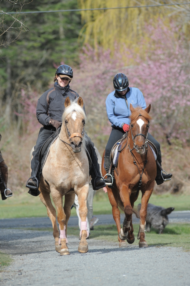horser discipline tactics, understanding horse behaviour, understanding different horse temperaments, disciplining your horse