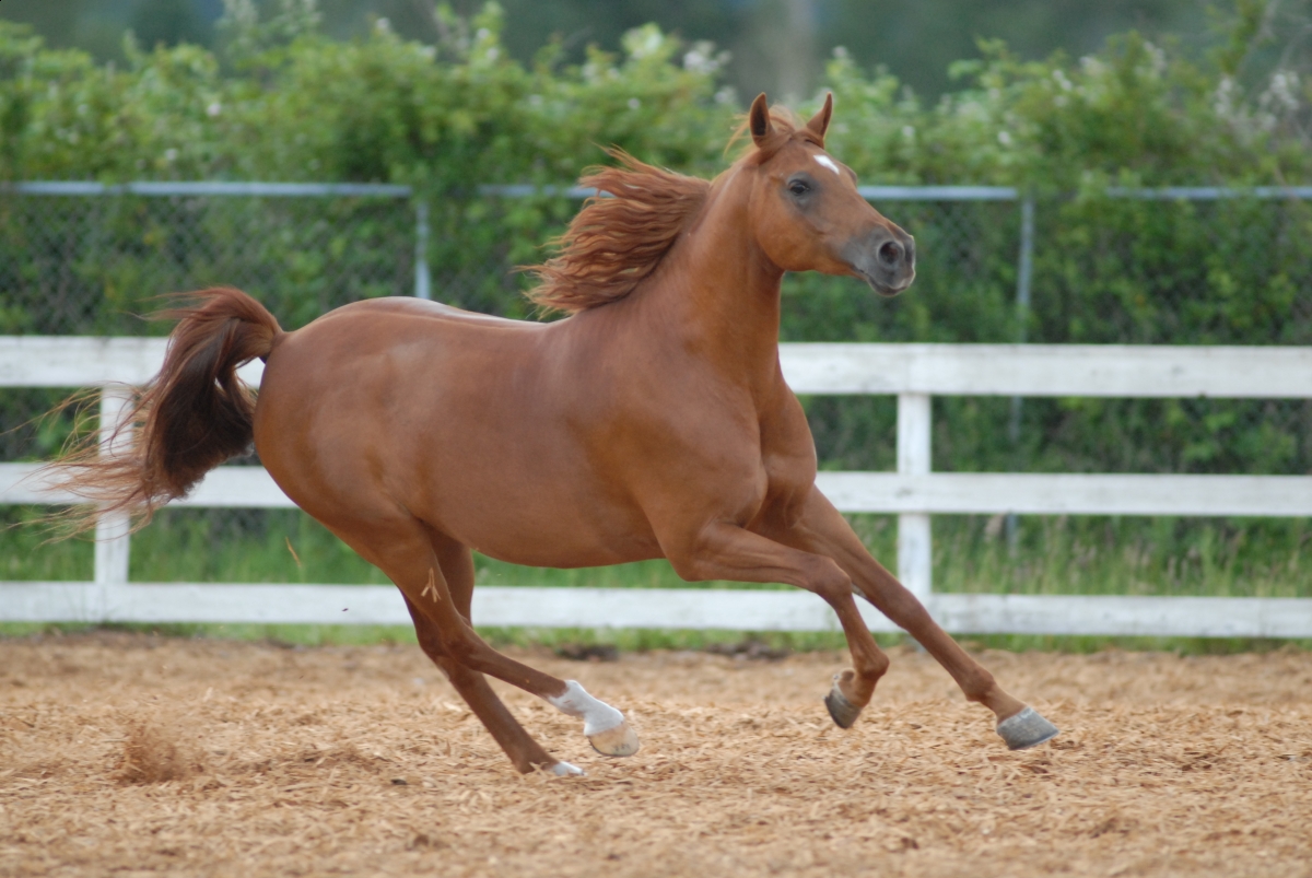 overcoming horse tension, equine stiffness, equine tension, will clinging