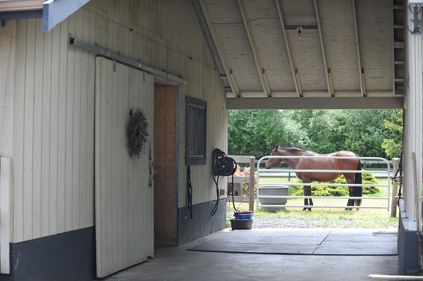 Horse Heaves, RAO horses, respiratory disease of horses, AAEP, American Association of Equine Practitioners, soaking hay