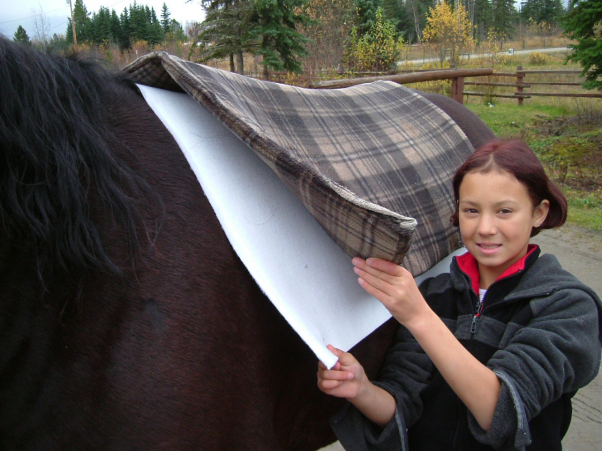 Horsemanship Horse Training Schooling Trail Riding Equine Behaviour