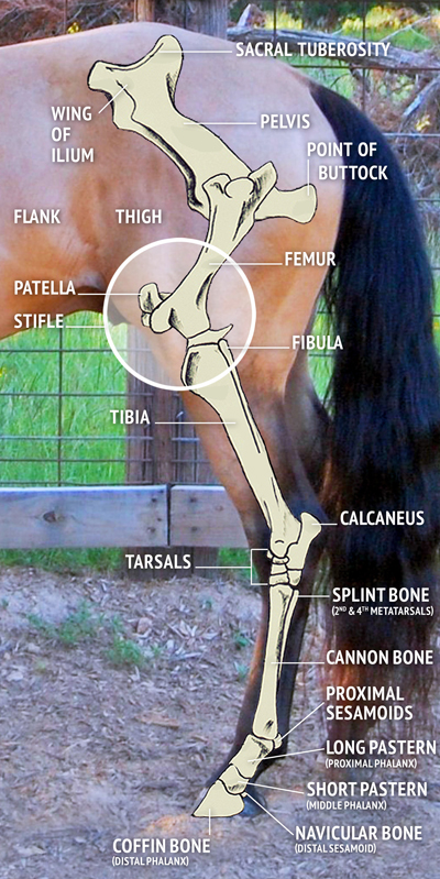 horse shoeing, equine shoeing, horse trimming, hoof trimming, horse stifles, hanz wiza, hoof problems