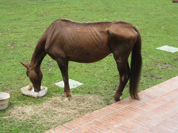 oat hay, alfalfa for horses, horse alfalfa, horse oat hay, starving horse, nutrition for horse, feeding the starving horse, equine starvation, horse starvation, malnourished horse, unwanted horse, equine refeeding