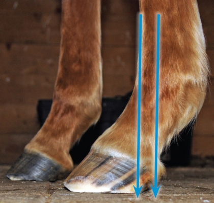 hoof trimming, trimming a horse, hans wiza, horse hoof care, horse cannon bone, horse frog, overgrown horse shoe