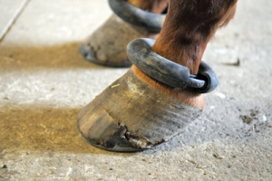 hoof trimming, trimming a horse, hans wiza, horse hoof care, horse cannon bone, horse frog, overgrown horse shoe