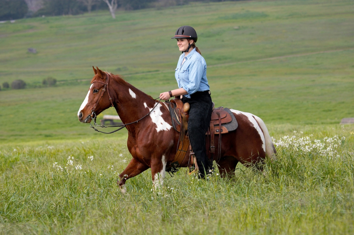 horse trail riding tips, young trail riding horse