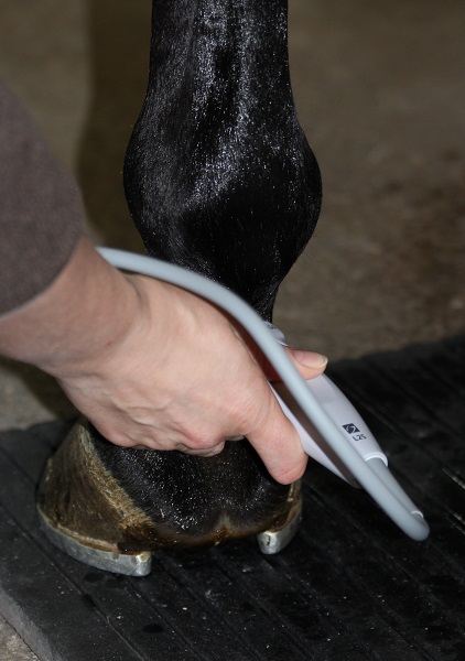 Equine Lameness Evaluation, Dr. Crystal Lee, equine disorder, horse lameness, examining horse, horse flexion test