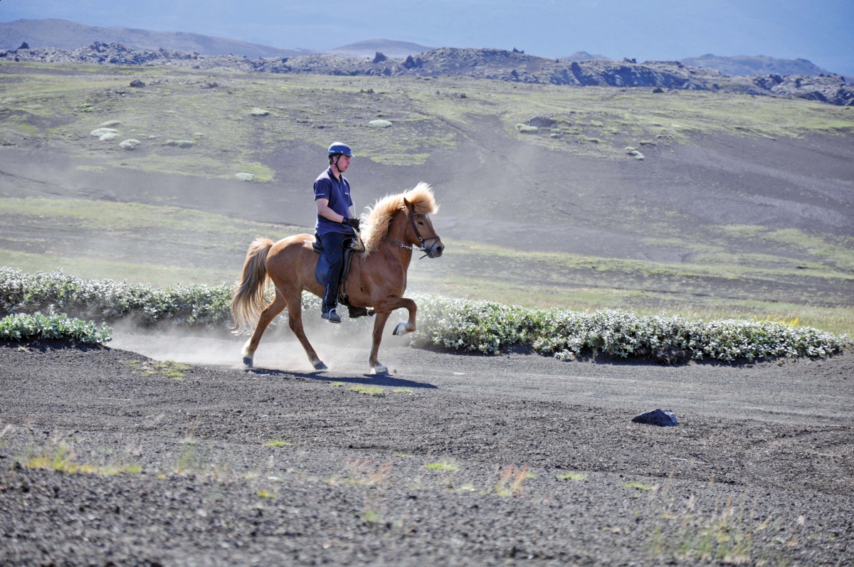 Icelandic Horse Equine Breed Pure Ancient Iceland Viking