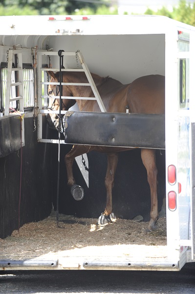 training jonathan field, natural horsemanship, trailer loading, load a horse trailer