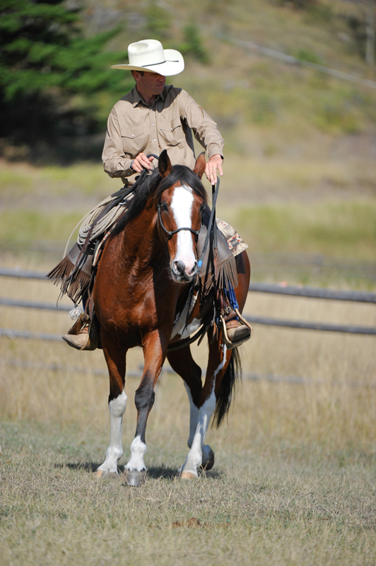 jonathan field, one rein riding for horses, bridleless, halter riding for horses, natural horsemanship, horse obstacle, bridleless canter for horses, bridleless trot for horses, bridleless walk for horses