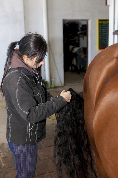 hay wisp, horse grooming, stain horse, equine grooming, horse coat, equine coat, horse shedding, curry comb, horse tail rubbing, thin horse tail, horse sheath
