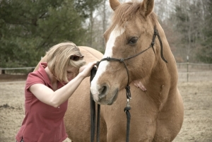 equine therapies, equine accupuncture, horse chiropractors, horse massage, equine massage, horse accupuncture, horse therapies, complementary therapies for horses, remt, lindsay day